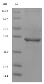 Greater than 90% as determined by SDS-PAGE.