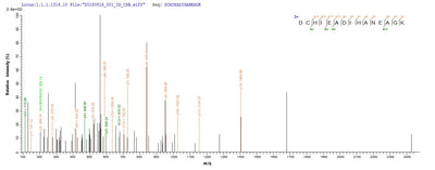 Based on the SEQUEST from database of E.coli host and target protein, the LC-MS/MS Analysis result of this product could indicate that this peptide derived from E.coli-expressed Treponema pallidum (strain Nichols) tpd.