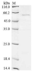 Greater than 90% as determined by SDS-PAGE.Recombinant Mumps Virus Fusion Glycoprotein F0 (F) Protein (His-SUMO)