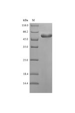 Greater than 90% as determined by SDS-PAGE.Recombinant Vaccinia Virus Cell Surface-Binding Protein Opg105 (OPG105) Protein (His-SUMO)