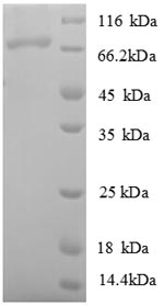 Greater than 90% as determined by SDS-PAGE.