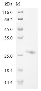 Greater than 85% as determined by SDS-PAGE.Recombinant Mouse Interferon-Activable Protein 204 (IFI204) Protein (His)