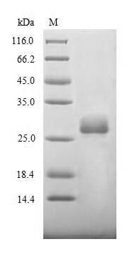 Greater than 85% as determined by SDS-PAGE.Recombinant Bovine Coronavirus Spike Glycoprotein (S) Protein (His)