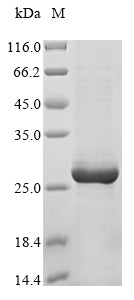 Greater than 90% as determined by SDS-PAGE.Recombinant Lassa Virus Pre-Glycoprotein Polyprotein Gp Complex (GPC) Protein (His&Myc)