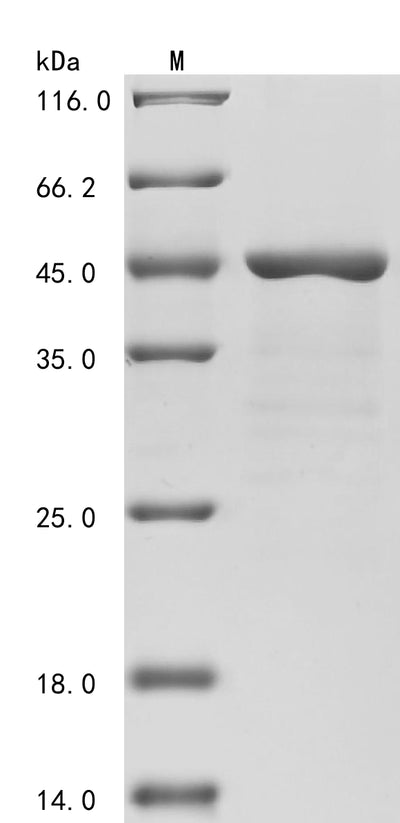 Greater than 85% as determined by SDS-PAGE.