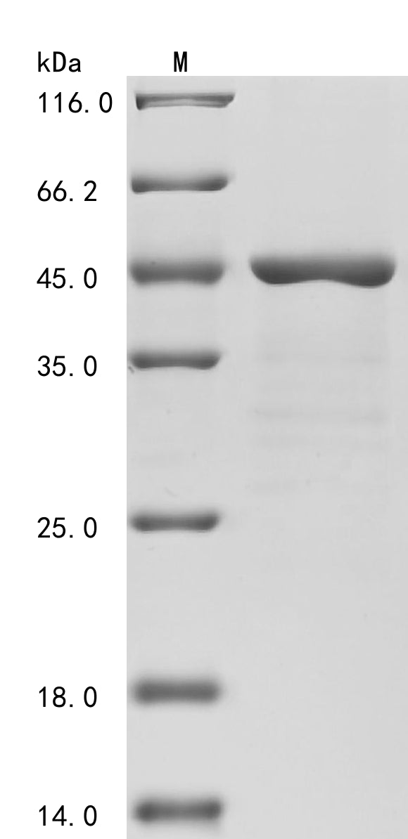 Greater than 85% as determined by SDS-PAGE.