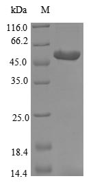 Greater than 85% as determined by SDS-PAGE.