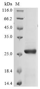 Greater than 85% as determined by SDS-PAGE.Recombinant Avian Infectious Bronchitis Virus Spike Glycoprotein (S) Protein (His)