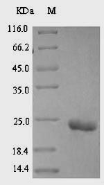 Greater than 90% as determined by SDS-PAGE.Recombinant Leiurus Quinquestriatus Hebraeus Alpha-Insect Toxin Lqhait Protein (His-SUMO)