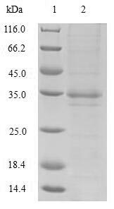 Greater than 90% as determined by SDS-PAGE.Recombinant Bordetella Pertussis Serotype 3 Fimbrial Subunit (FIM3) Protein (His-SUMO)