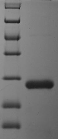 Greater than 85% as determined by SDS-PAGE.
