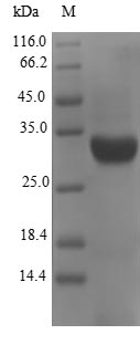Greater than 90% as determined by SDS-PAGE.Recombinant E.Coli K99 Fimbrial Protein (FANC) Protein (His-SUMO)