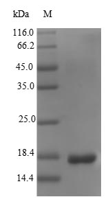 Greater than 90% as determined by SDS-PAGE.Recombinant E.Coli K99 Fimbrial Protein (FANC)