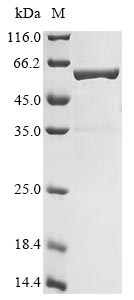 Greater than 85% as determined by SDS-PAGE.Recombinant Thermus aquaticus DNA polymerase I, thermostable (POLA)