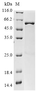 Greater than 85% as determined by SDS-PAGE.Recombinant Thermus Aquaticus Dna Polymerase I, Thermostable (POLA) Protein (His)