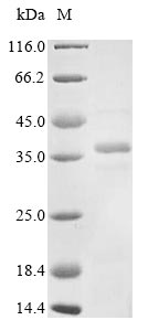 Greater than 85% as determined by SDS-PAGE.Recombinant Human Respiratory Syncytial Virus B Major Surface Glycoprotein G (G) Protein (His)