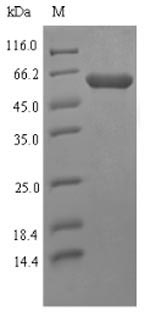 Greater than 90% as determined by SDS-PAGE.Recombinant Mycoplasma Hyorhinis High Affinity Transport System Protein P37 (P37) Protein (His-SUMO)