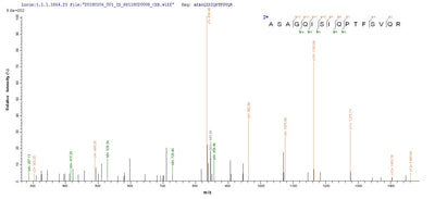 Based on the SEQUEST from database of E.coli host and target protein, the LC-MS/MS Analysis result of this product could indicate that this peptide derived from E.coli-expressed Influenza A virus (strain A/Fort Warren/1/1950 H1N1) NP.Recombinant Influenza A Virus Nucleoprotein (NP) Protein (His-SUMO)