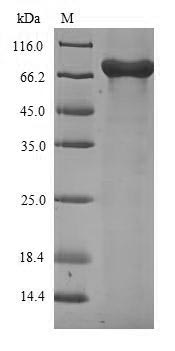 Greater than 90% as determined by SDS-PAGE.