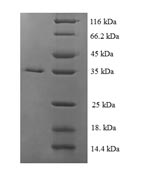 Greater than 90% as determined by SDS-PAGE.