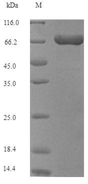 Greater than 90% as determined by SDS-PAGE.