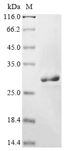 Greater than 90% as determined by SDS-PAGE.