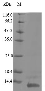 Greater than 90% as determined by SDS-PAGE.