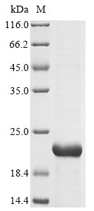 Greater than 85% as determined by SDS-PAGE.Recombinant Oryza Sativa Subsp. Japonica 13 Kda Prolamin C (PROLM25) Protein (His)