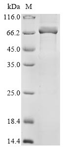 Greater than 85% as determined by SDS-PAGE.Recombinant Human Parainfluenza 4B Virus Nucleoprotein (N) Protein (His)