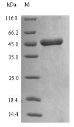 Greater than 90% as determined by SDS-PAGE.Recombinant Wheat Alpha/Beta-Gliadin Mm1 Protein (His-SUMO)