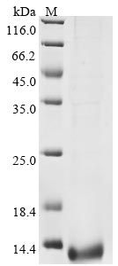 Greater than 90% as determined by SDS-PAGE.