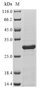 Greater than 85% as determined by SDS-PAGE.Recombinant Cynomolgus Monkey Interleukin-11 (IL11) Protein (His)