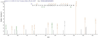 Based on the SEQUEST from database of E.coli host and target protein, the LC-MS/MS Analysis result of this product could indicate that this peptide derived from E.coli-expressed Mycobacterium kansasii fbpB.Recombinant Mycobacterium Kansasii Diacylglycerol Acyltransferase/Mycolyltransferase Ag85B (FBPB) Protein (His-SUMO&Myc)