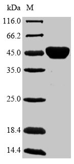 Greater than 90% as determined by SDS-PAGE.Recombinant Mycobacterium Kansasii Diacylglycerol Acyltransferase/Mycolyltransferase Ag85B (FBPB) Protein (His-SUMO&Myc)
