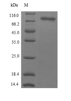 Greater than 90% as determined by SDS-PAGE.Recombinant Bacillus Thuringiensis Subsp. Pesticidal Crystal Protein Cry2Ab (CRY2AB) Protein (His)
