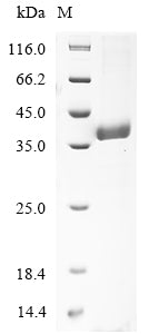 Greater than 85% as determined by SDS-PAGE.Recombinant Klebsiella Pneumoniae Fimbria Adhesin Protein (MRKD) Protein (His&Myc)