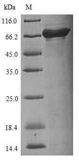 Greater than 90% as determined by SDS-PAGE.Recombinant Influenza A Virus Nucleoprotein (NP) Protein (His-SUMO)