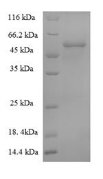 Greater than 90% as determined by SDS-PAGE.