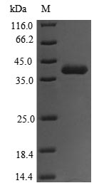 Greater than 85% as determined by SDS-PAGE.Recombinant Clostridioides Difficile Toxin A (TOXA) Protein (His)