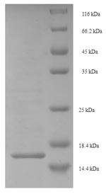 Greater than 90% as determined by SDS-PAGE.