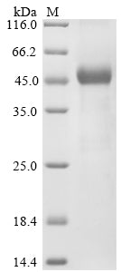 Greater than 85% as determined by SDS-PAGE.