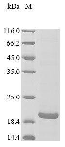 Greater than 85% as determined by SDS-PAGE.Recombinant Human Blood group Rh (RHCE) Protein (His-KSI)