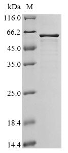 Greater than 85% as determined by SDS-PAGE.