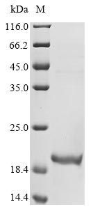 Greater than 85% as determined by SDS-PAGE.Recombinant Erwinia Citreus Fructose 5-Dehydrogenase [Nadp Protein (His-KSI)