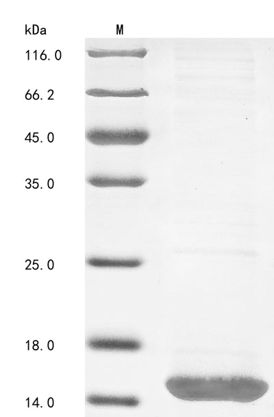 Greater than 85% as determined by SDS-PAGE.Recombinant Leiurus Quinquestriatus Quinquestriatus Beta-Insect Excitatory Toxin Lqqit1 (TOXIN 1) Protein (His&Myc)