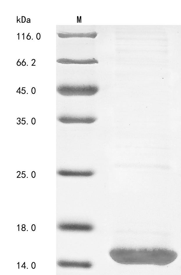 Greater than 85% as determined by SDS-PAGE.Recombinant Leiurus Quinquestriatus Quinquestriatus Beta-Insect Excitatory Toxin Lqqit1 (TOXIN 1) Protein (His&Myc)