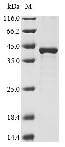 Greater than 85% as determined by SDS-PAGE.Recombinant Vaccinia Virus Envelope Protein H3 (H3L) Protein (His&Myc)