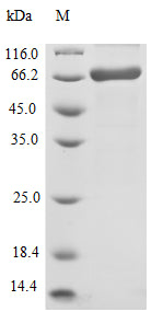Greater than 90% as determined by SDS-PAGE.Recombinant Vaccinia Virus Protein E6 (VACWR062) Protein (His-SUMO)