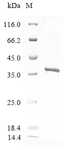 Greater than 85% as determined by SDS-PAGE.Recombinant Rift Valley Fever Virus Non-Structural Protein S (NSS) Protein (His&Myc)
