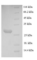 Greater than 90% as determined by SDS-PAGE.Recombinant Mouse Mast Cell Protease 4 (MCPT4) Protein (His)